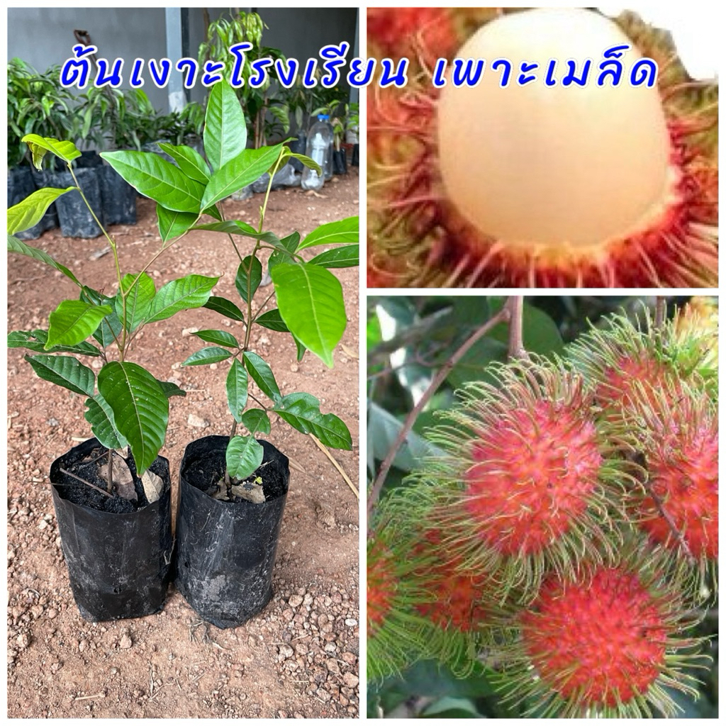 ต้นเงาะโรงเรียน (ชุด3 ต้น) เพาะเมล็ด ติดผลดก รสชาติหวานฉ่ำร่อนเม็ดง่ายปลูกง่าย