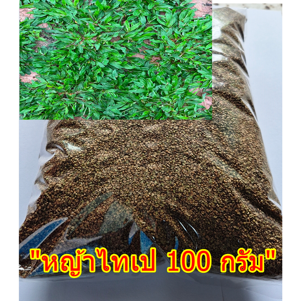 ขายส่ง 100 กรัม เมล็ดหญ้าไทเป หญ้ามาเลเซียแคระ Broadleaf Carpet Grass หญ้าสวนหย่อม สนามหญ้า หญ้า หญ้