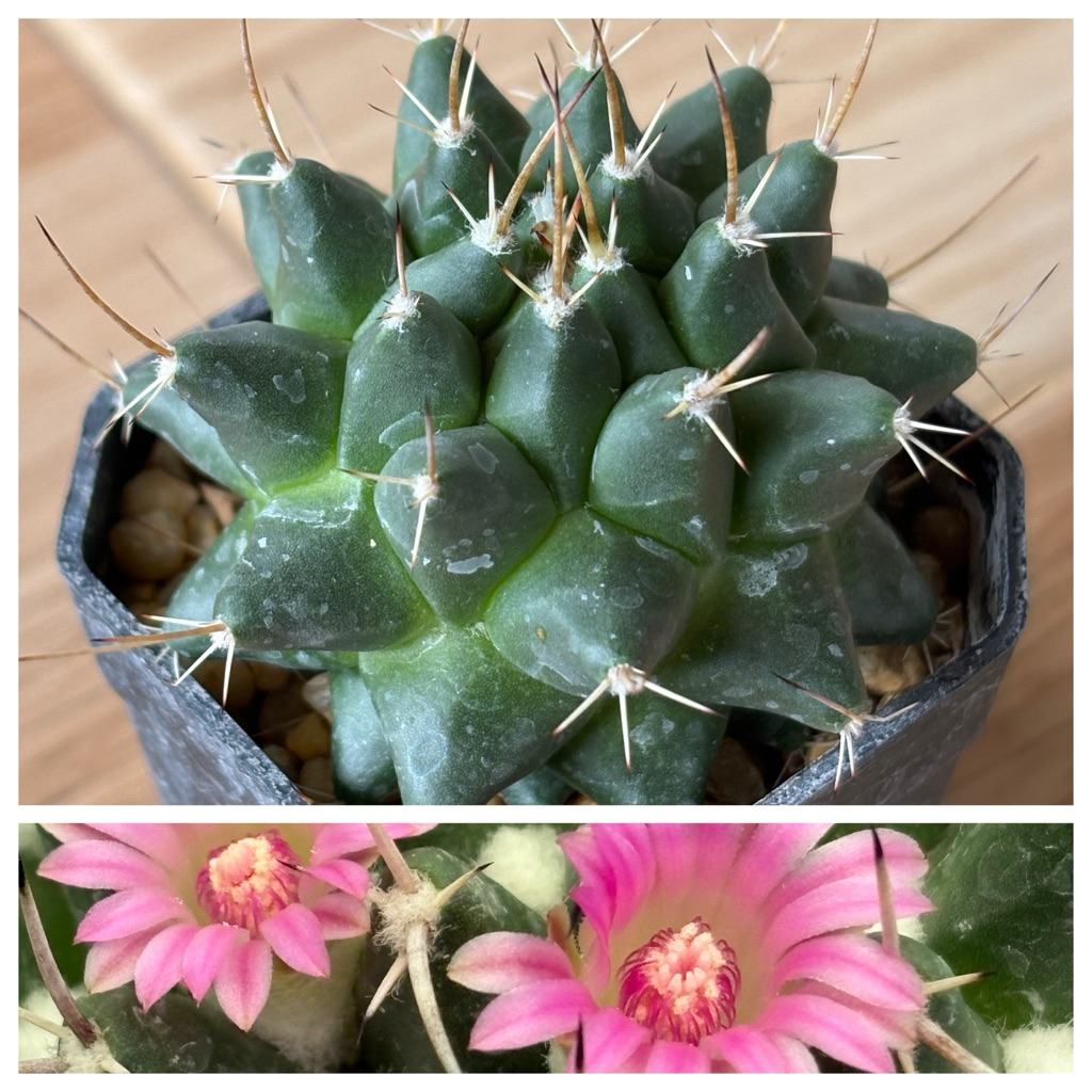 แมมมิลลาเรีย ริโอเวอร์เดนเซส (Mammillaria rioverdensis) ขนาดกระถาง 2 นิ้ว 3 ภาพสุดท้ายเป็นตัวอย่างตอนโตและตัวอย่างดอก