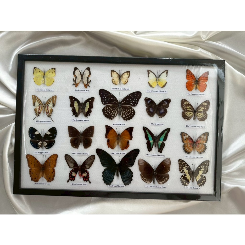 รวมผีเสื้อสต๊าฟ 20 ตัว // A set of 20 mounted butterflies