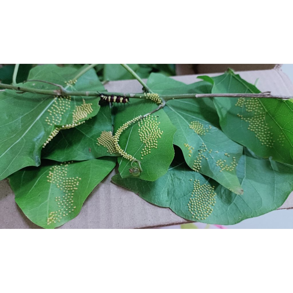 รูปภาพ 4