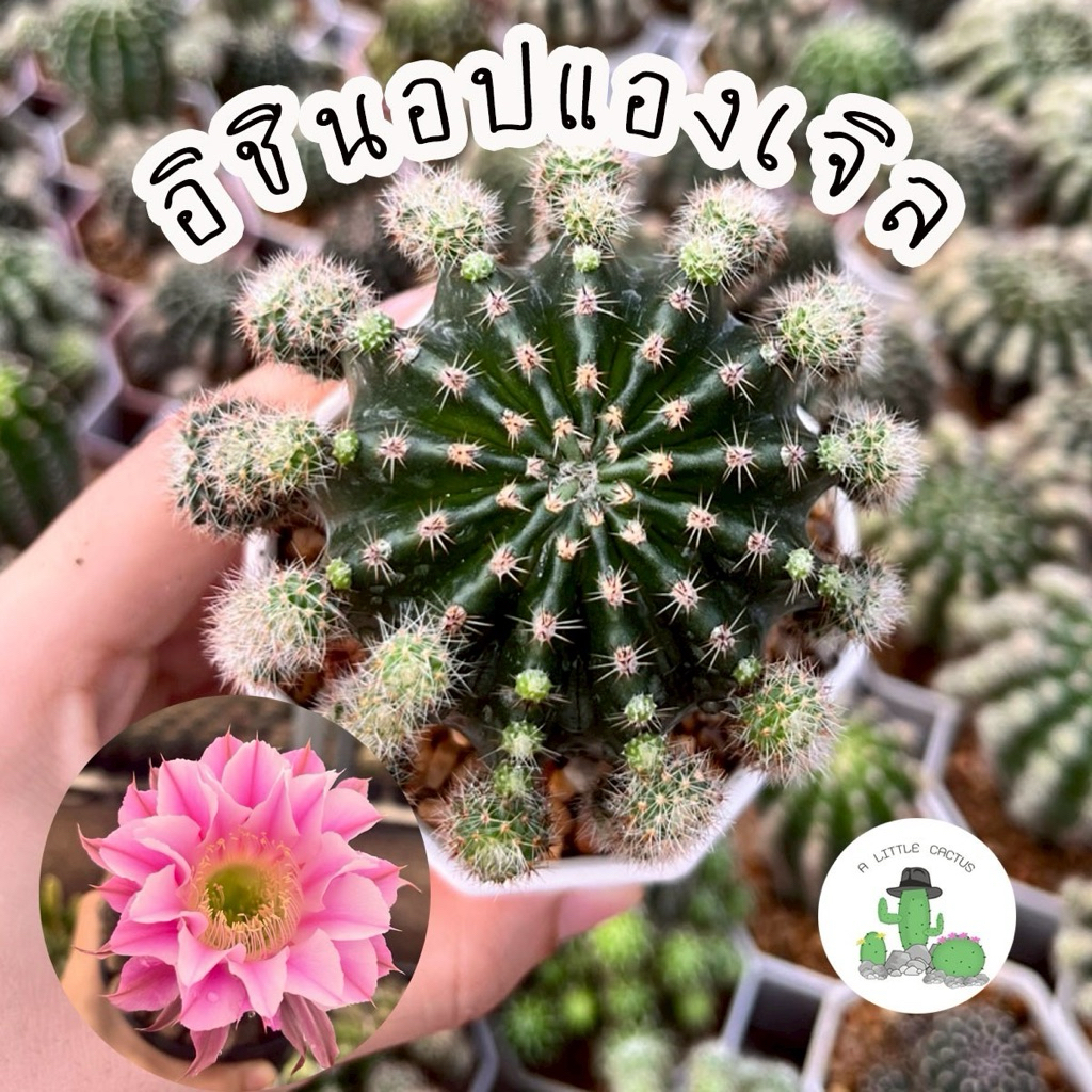 🌵 A Little cactus🌵| แคคตัส กระบองเพชร อิชินอปดอกชมพู กระถาง 3 นิ้ว