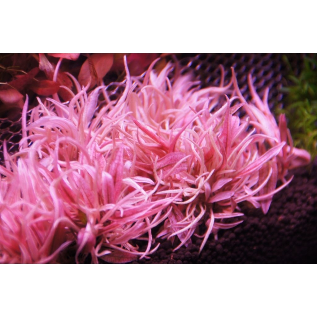 คลิปฟลามิงโก วาบิ (Cryptocoryne sp.