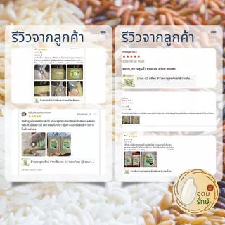 ข้าวตราอุดมรักษ์ ข้าวกล้องกข 43 ระยะน้ำนม น้ำตาลต่ำ (1กก) ผู้ป่วยเบาหวานทานได้ ไร้สารกันมอด