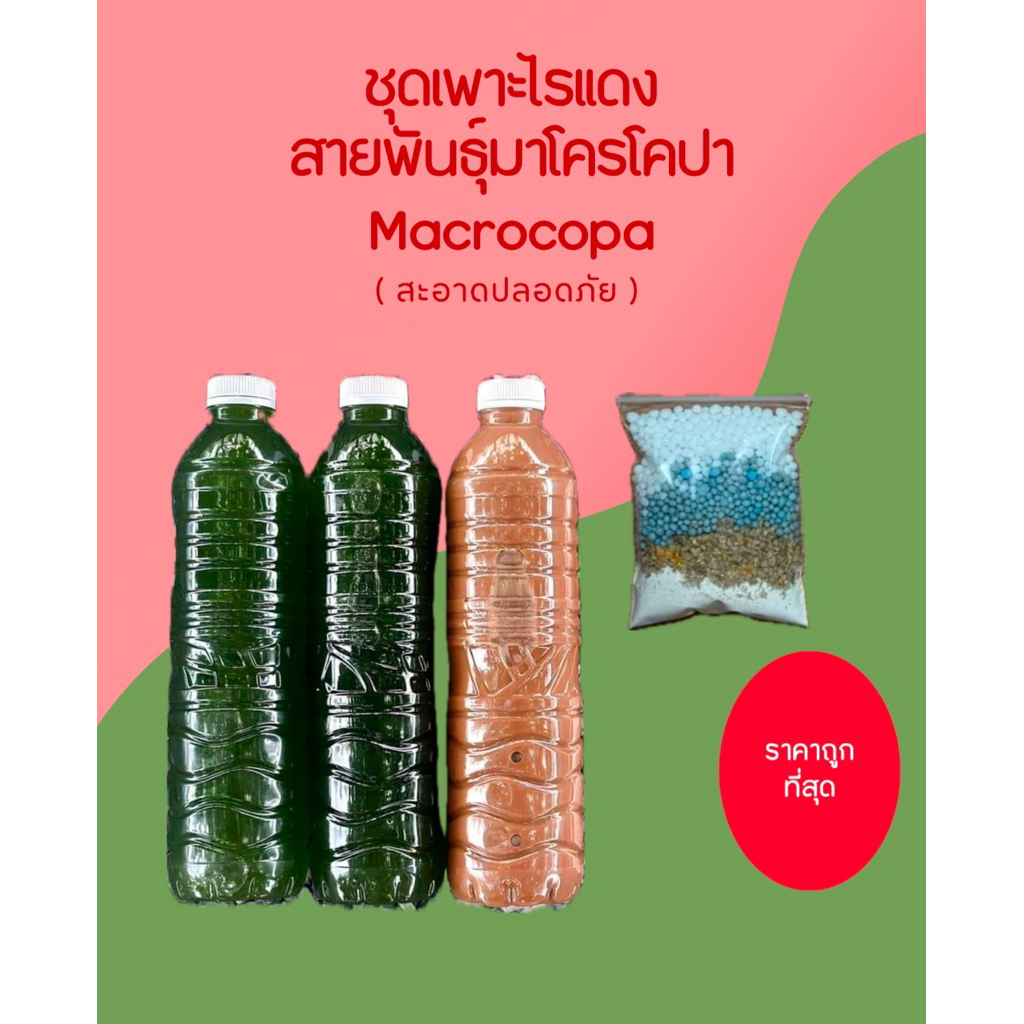 ชุดทำน้ำเขียวสาหร่ายคลอเรลา หัวเชื้อสูตรเข้มข้น ไข่ไรแดง T10 อาหารไรแดง หัวเชื้อ