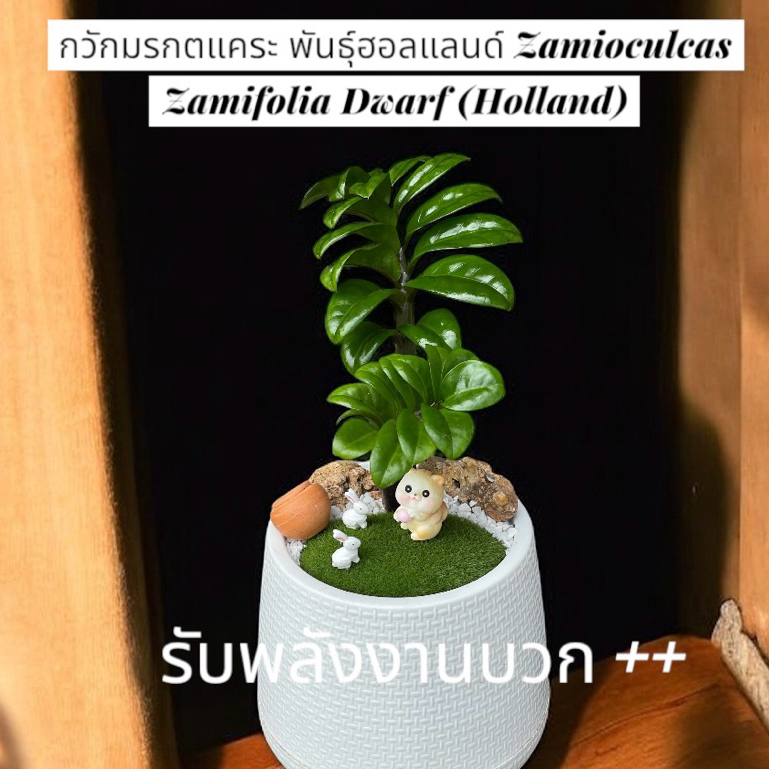 กวักมรกตแคระ  Z.zamifolia Dwarf  กวักมรกตเขียวแคระ  ไม้มงคล ช่วยฟอกอากาศ (ต้นไม้จัดใหม่ทุกวัน)