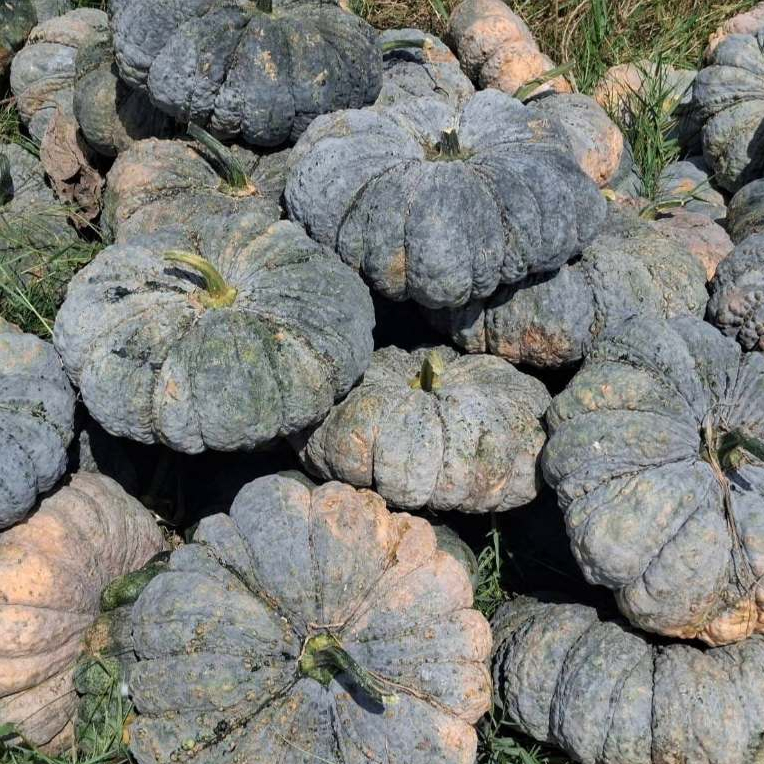 เมล็ดพันธ์ุฟักทองลูกใหญ่ ปริมาณ 20-30 เมล็ด  [ซื้อ 10 เเถม 1]