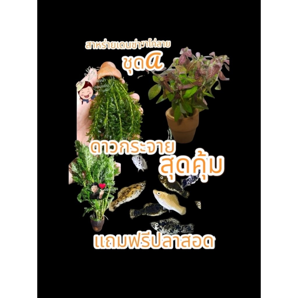 ชุดไม้ใต้น้ำสุดคุ้มประกอบด้วยต้นเดนซ่า+ไก่ลาย+ดาวกระจาย+ฟรีสอดใช้ประดับอ่างปลาตู้ปลาสวยงามบรรจุอย่างละ1รวม4สุดคุ้ม