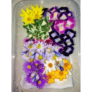 ดอกมากาเร็ตบอเนียว ดอกผีเสื้อ เดซี่ ดอกไม้กินได้ Edible flowers กล่องละ 50-100 ดอก (ส่งด่วนInstantDelivery)ทุกวัน