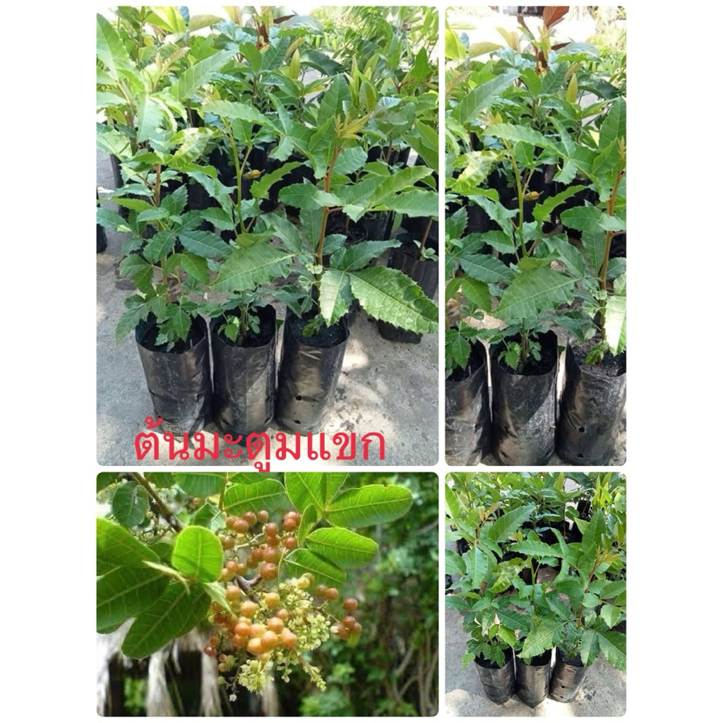 🌿ต้นมะตูมแขกเพราะเมล็ด🌿ต้นสูงประมาณ 30 เซนติเมตรพร้อมปลูก