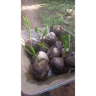 🌴พันธุ์มะพร้าวน้ำหอมใต้จากต้นแม่อายุกว่า30ปี 🌴