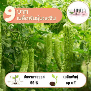 มะระจีนใหญ่ 9 บาท 5 เมล็ด