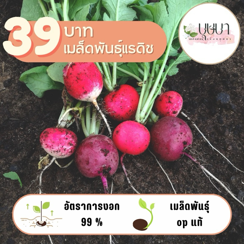 เมล็ดพันธุ์แรดิชเชอร์รี่ 39บาท 300เมล็ด