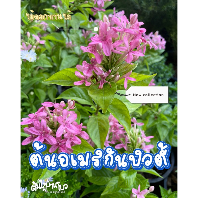 ต้นอเมริกันบิวตี้ ไม้ดอกทานได้ ต้นสวยๆ กระถาง6"