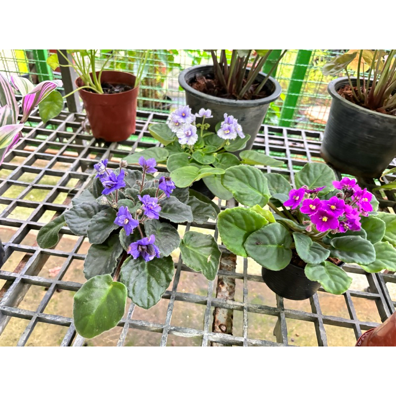 รอบ21/9/24แอฟริกันไวโอเล็ต #African Violet  ต้นไม้นำเข้าออกดอกบ่อย