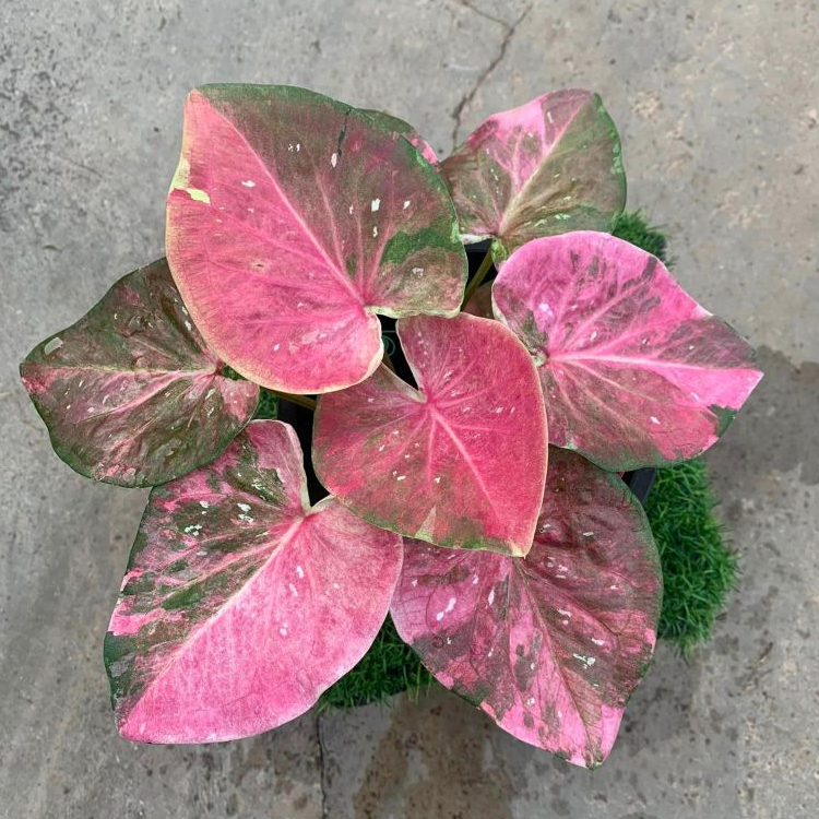 บงกชนางฟ้า บอนสี Caladium
