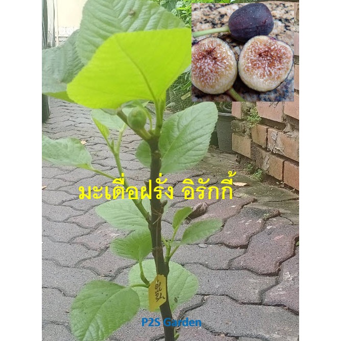 ต้น มะเดื่อฝรั่ง อิรักกี้  ต้นจากกิ่งตอน กระถาง 8 นิ้ว แข็งแรง พร้อมปลูก Iraqi figs