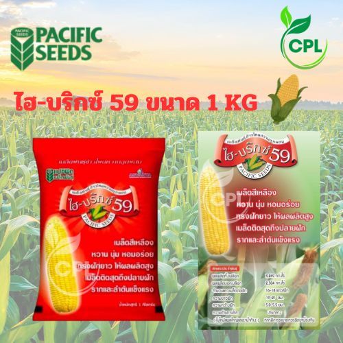 ข้าวโพดหวาน ไฮบริกซ์ 59 (แปซิฟิค) บรรจุ 1 กก. ซื้อครบ10ถุงเเถมเสื้อโปโล 1ตัว สิ้นอายุทำพันธุ์ 02-70
