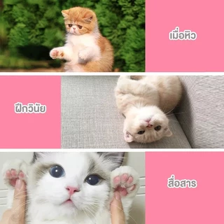 Cuttie Pettieฝึกสัตว์เลี้ยงของคุณอย่างง่ายดายด้วยกระดิ่งฝึกสุนัขและแมว แบบโต้ตอบ!