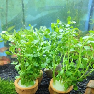 ต้นไม้น้ำตู้ปลา เดปเขียว ส่งพร้อมกระถาง ต้นไม้ตกแต่งตู้ปลา (…