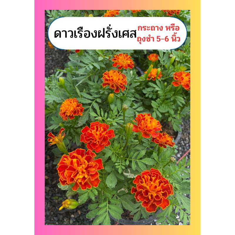 ต้นดาวเรือง ดาวเรืองฝรั่งเศส ดาวเรืองไข่ดาว ไม้ล้มลุก ทนแดด เลี้ยงง่าย กระถาง 6 นิ้ว