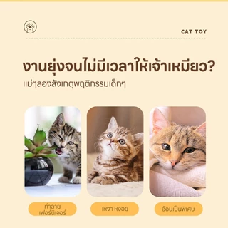 yoyopet : Cat Teaser ไม้ล่อแมว คฑานางฟ้า ไม้ตกแมวเจ้าหญิง น่ารัก ฟรุ้งฟริ้ง ของเล่นแมว สายรุ้ง