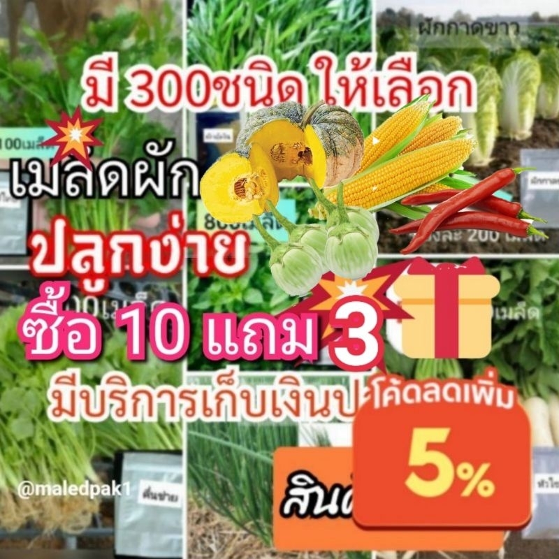 เมล็ดผัก10แถม3 ซอง​ ​ เมล็ดพันธุ์​ผัก คัดคุณภาพ ปลูกง่ายโตไว ราคาถูก พร้อมส่ง