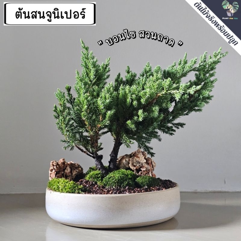 🌳ต้นบอนไซสวนถาด "ตรงปกตามรูป" มีหลายชนิดเลือกฟอร์มต้นได้ในตัวเลือก พร้อมกระถางเซรามิก5-9"นิ้ว