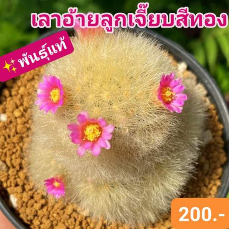 🏆👑สายพันธุ์แท้🐥แมมเลาอ้ายลูกเจี๊ยบขนนุ่มสีทอง ดอกชมพูกลีบมน🌸ต้าวขนนุ่มที่ทุกคนหลงรัก💖