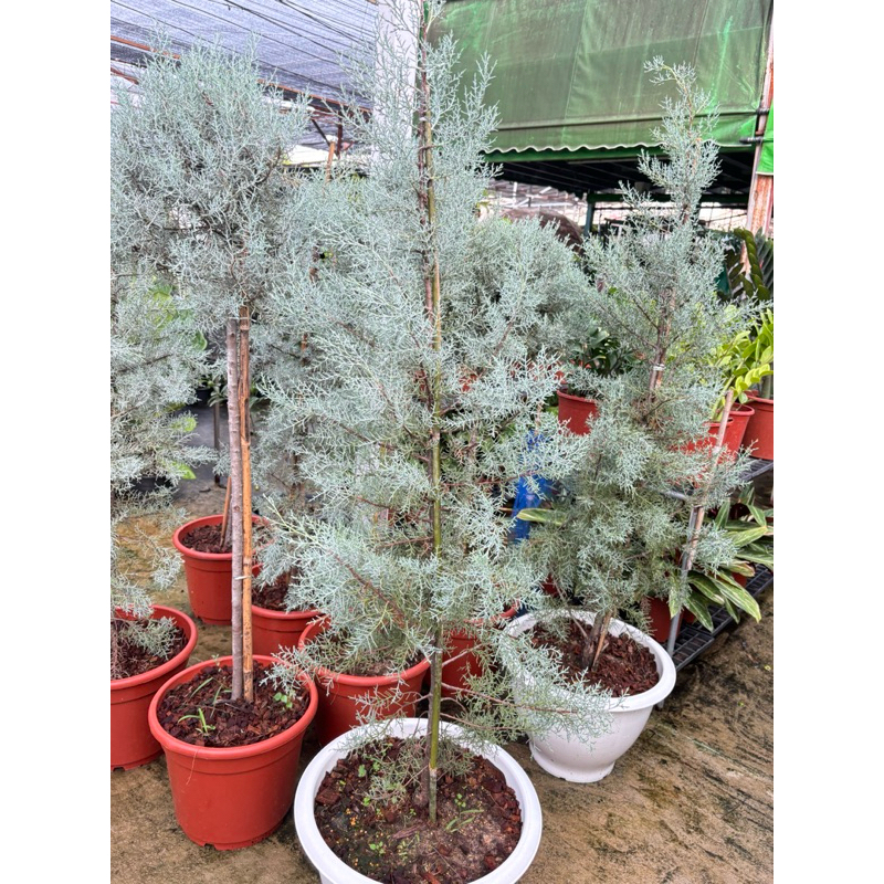 ต้นสน สนบลูไอซ์ (Blueice Cypress) ต้นไซเปรส ต้นไซเปรสสีน้ำเงิน  #สนบลูไอซ์ #สนนำเข้าสูง70-100cm