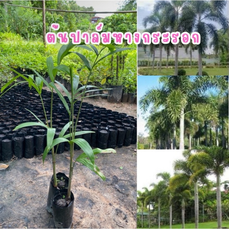 #ต้นกล้าปาล์มหางกระรอก🐿️🪴ต้นแข็งแรงพร้อมปลุกปาล์มหางกระรอกเป็นไม้ประดับสวยงามนิยมปลูกในบ้านเรือน