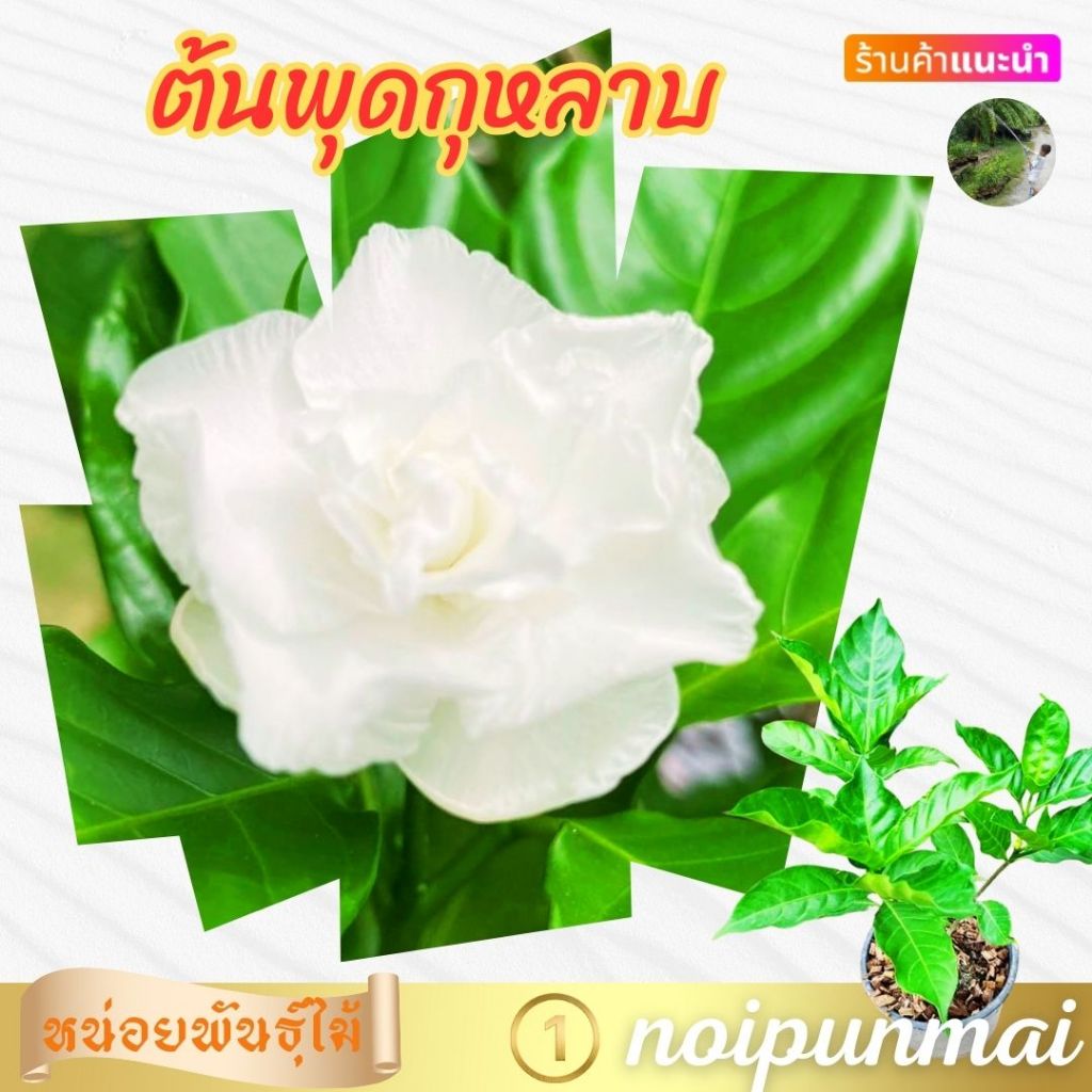 ต้นพุดกุหลาบ กระถาง 6 นิ้ว (ส่งพร้อมกระถาง)ไม้ดอกไม้ประดับ