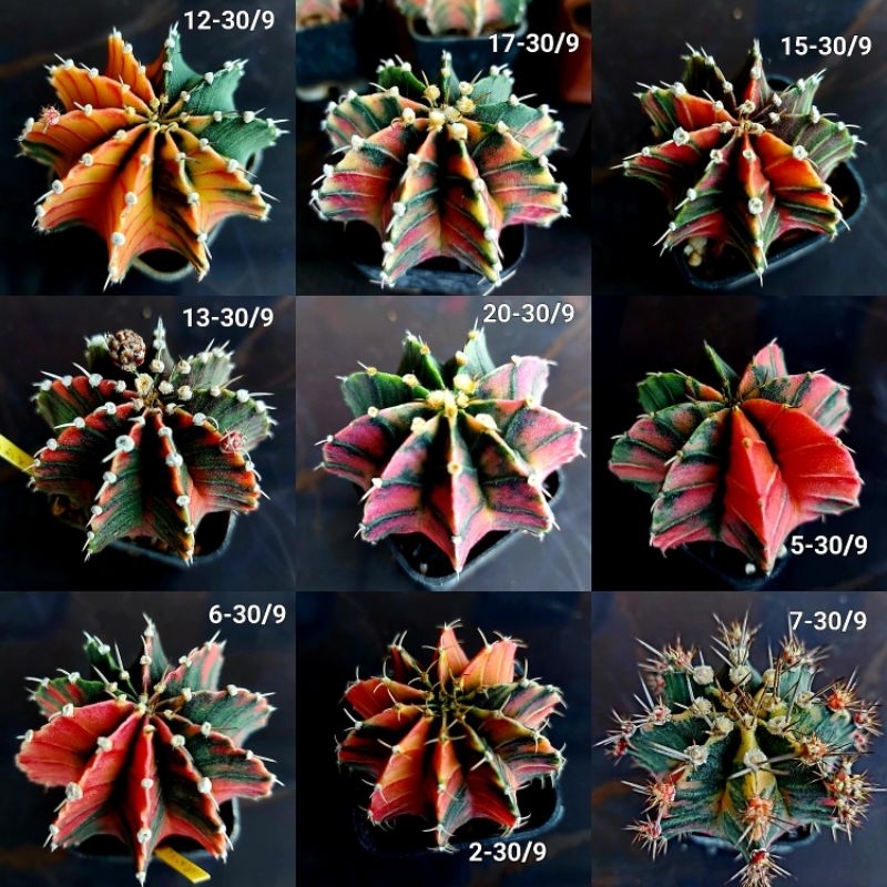 ยิมโนด่าง LB Hybrid ไม้เมล็ด ด่าง-ส้ม ด่าง-เหลือง แคคตัส กระบองเพชร รายการใหม่