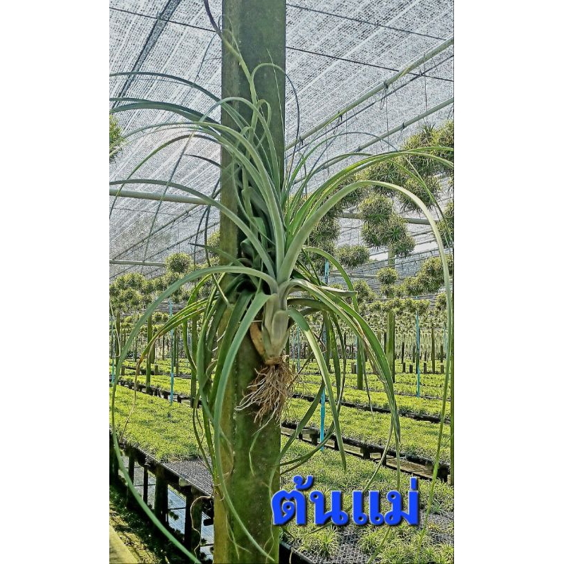 Tillandsia balbisiana ไม้รากอากาศ