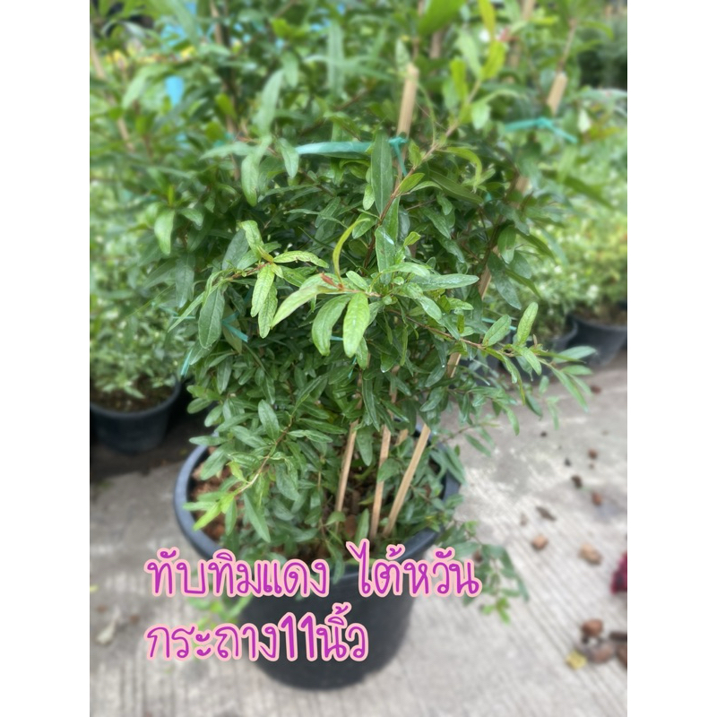 ต้นทับทิมไต้หวัน กระถาง11นิ้ว