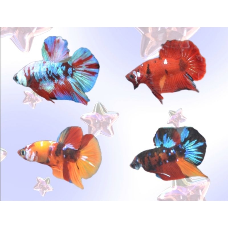 โค่ยกาแล็คซี่ Betta สีสันสวยงาม สุ่มสี พิจารณาก่อนสั่งซื้องดยกเลิกนะคะ