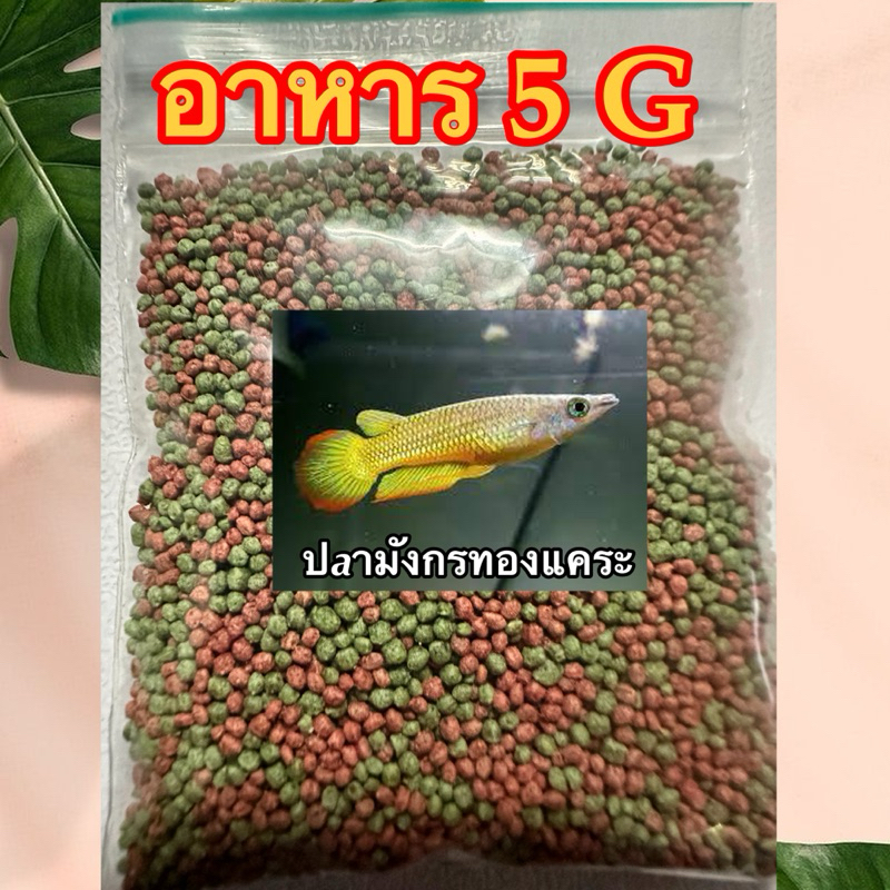 อาหารปลาสำหรับปลามังกรทองแคระ size2” (แถมอาหารปลาอีก5กรัม)