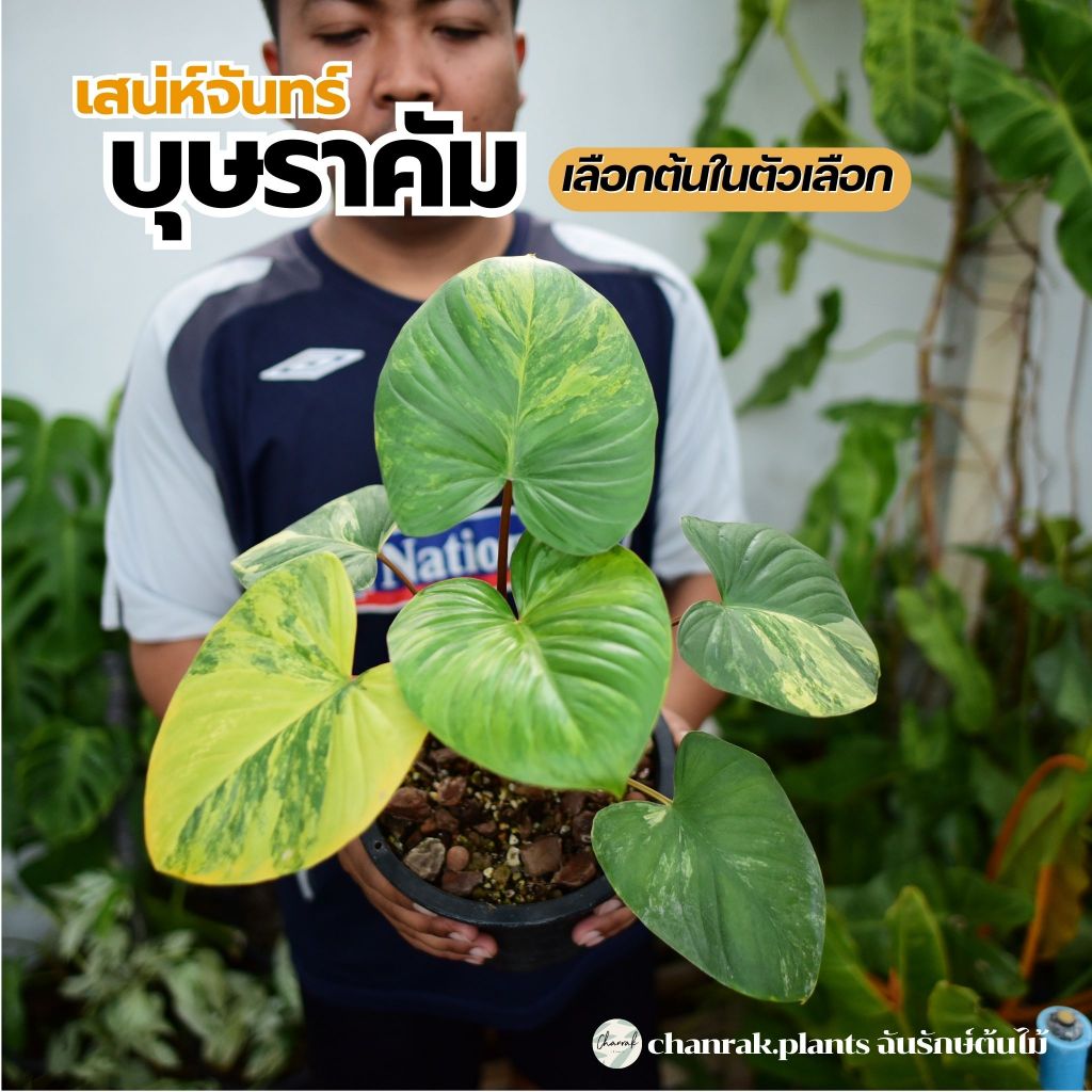 ส่งฟรี เสน่ห์จันทร์บุษราคัม Homalomena​ rubescens​ variegated หลายขนาด เลือกได้ในตัวเลือก