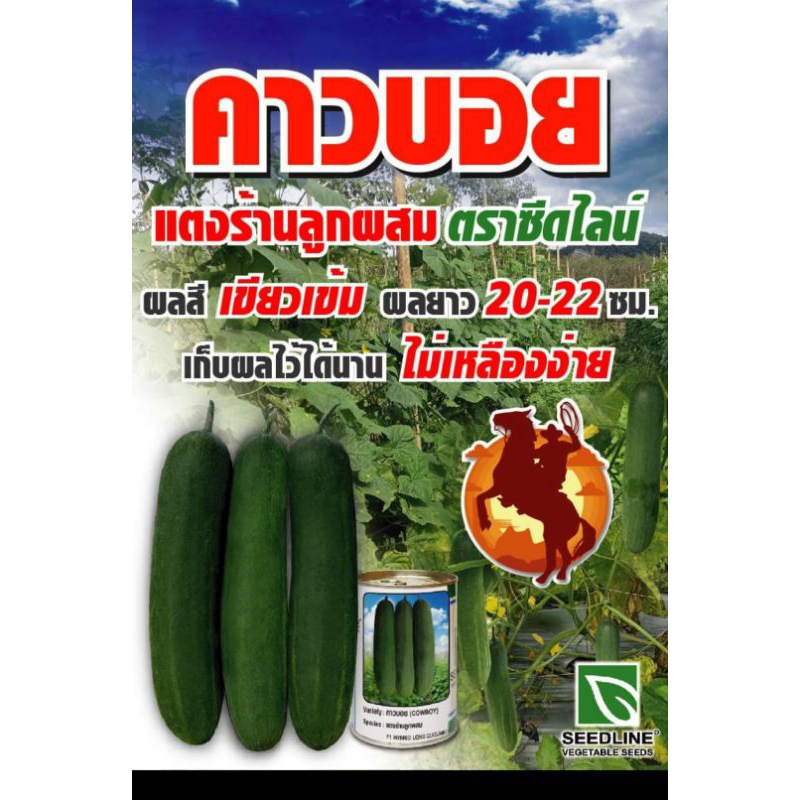 เมล็ดพันธุ์แตงร้านคาวบอย ผลเขียวเข้ม แตงร้านแตงใหญ่