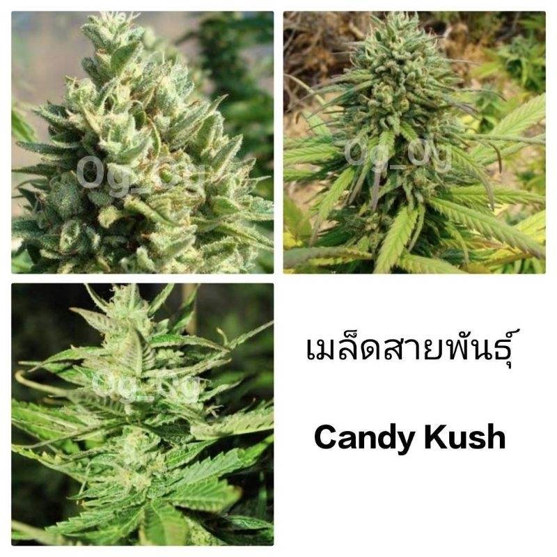 เมล็ดพันธุ์ Candy Kush Auto เพศเมีย90% ใช้STSทำเมล็ด