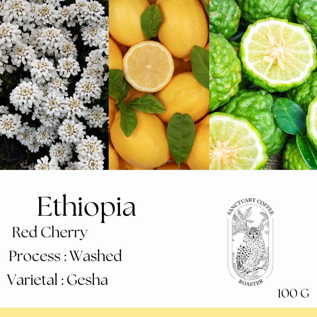 เมล็ดกาแฟ Ethiopia Red Cherry Gesha