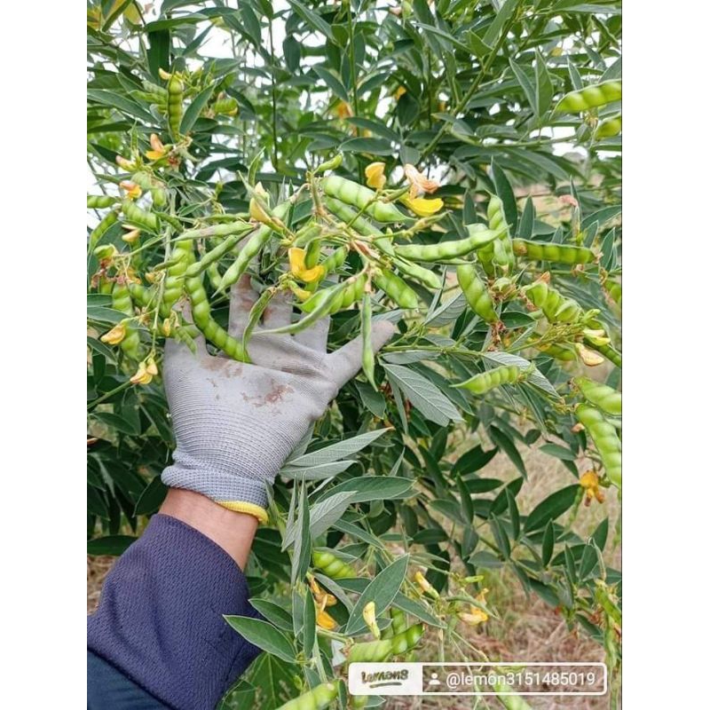 เมล็ดพันธุ์ถั่วเเฮ ถั่วมะเเฮะ100 กรัม 79 บาท