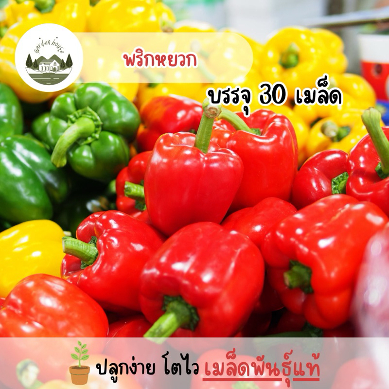 ราคาถูก  พริกหยวก30 เมล็ด