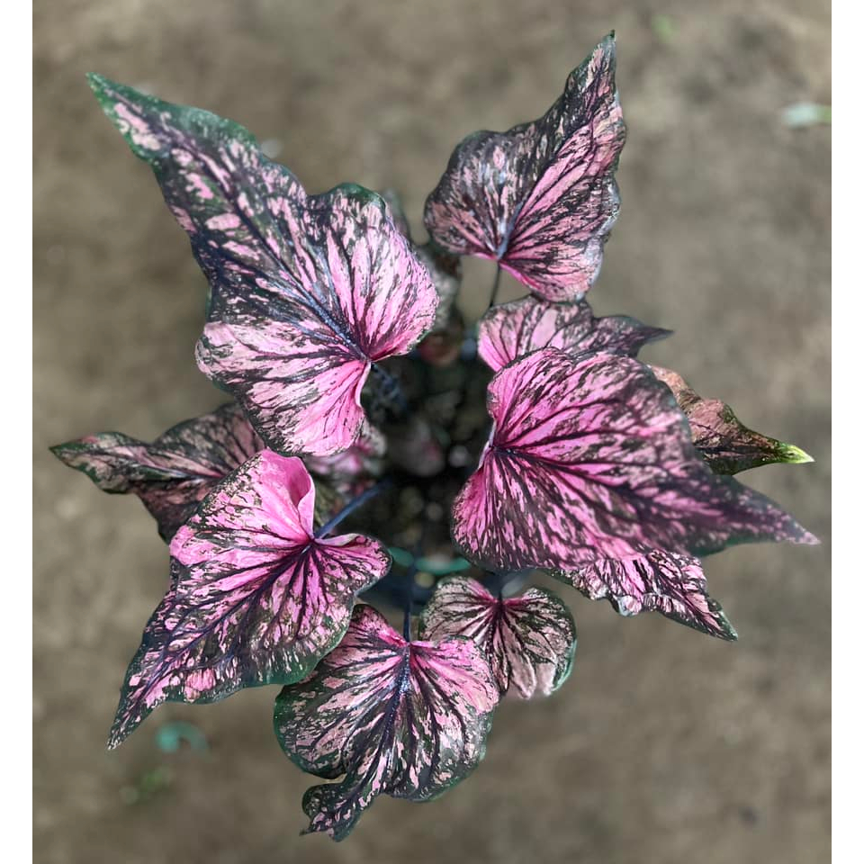 ชินบัญชร บอนสี Caladium