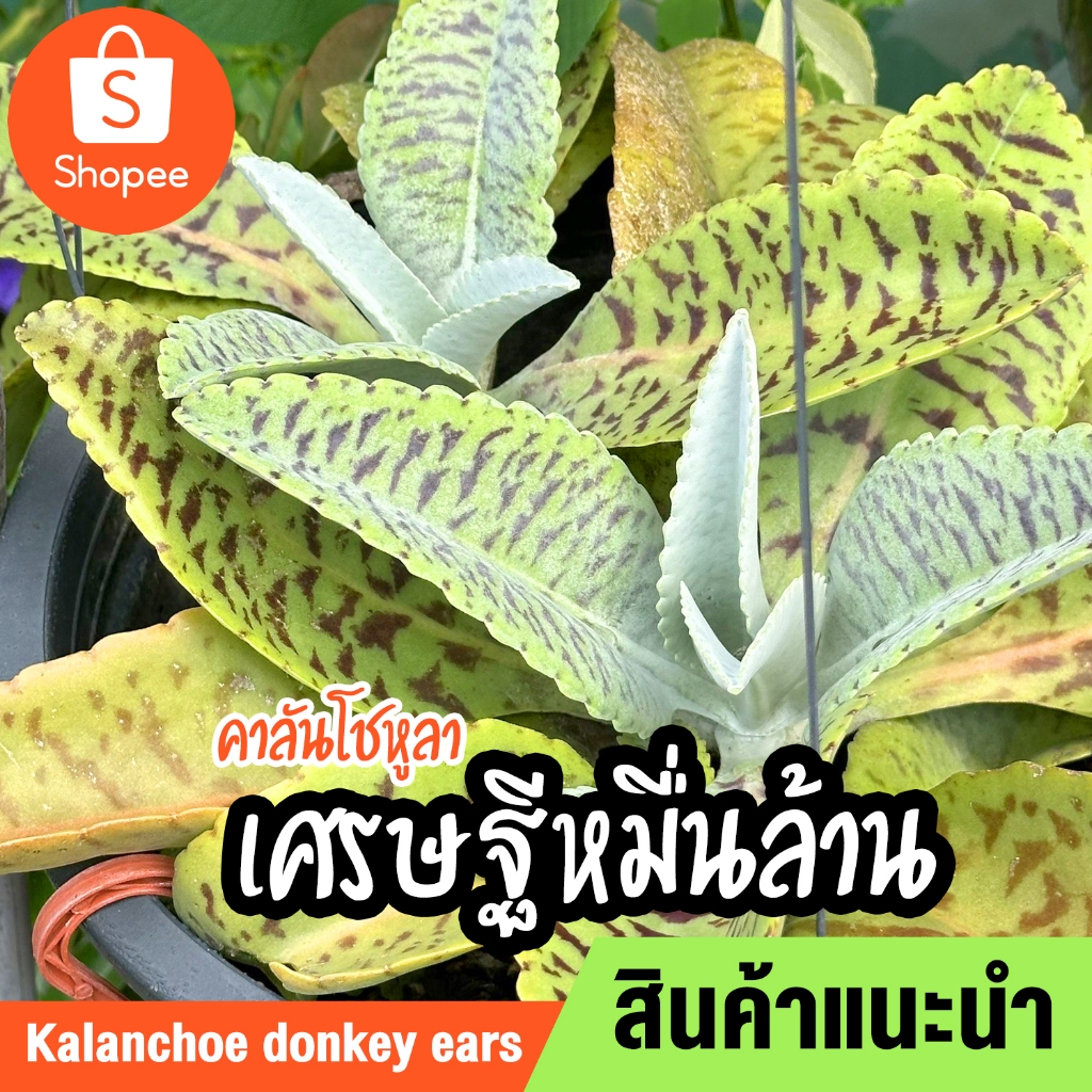 คาลันโชหูลา Kalanchoe donkey ears หรือต้นเศรษฐีหมื่นล้าน(Kalanchoe Gastonis bonnieri) ต้นไม้มงคล ส่ง