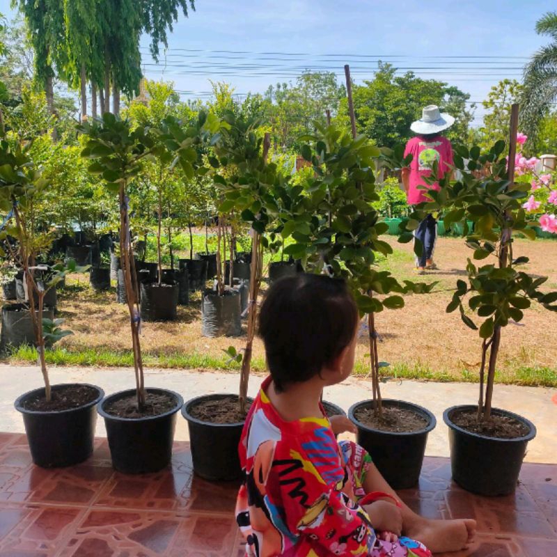 ต้นแก้วเจ้าจอมสายพันธุ์ 10 ใบ ไม้กระถาง 8 นิ้ว