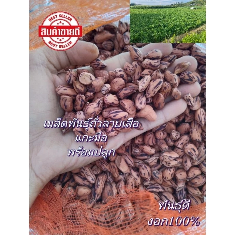 ถั่วลายเสือ เมล็ดพันธุ์ พันธุ์พระราชทาน 1กก.พร้อมปลูก คัดเมล็ดเกรดA นำไปแปรรูปอาหารได้