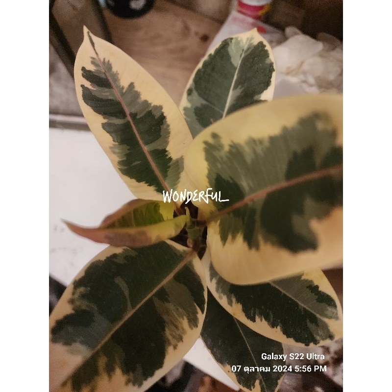 ต้นยางอินเดียด่างสามกษัตริย์#ด่างชมพู#ยางดำ#ไม้ฟอกอากาศ#สูงประมาณ30-40 ซม. - รูปที่ 2