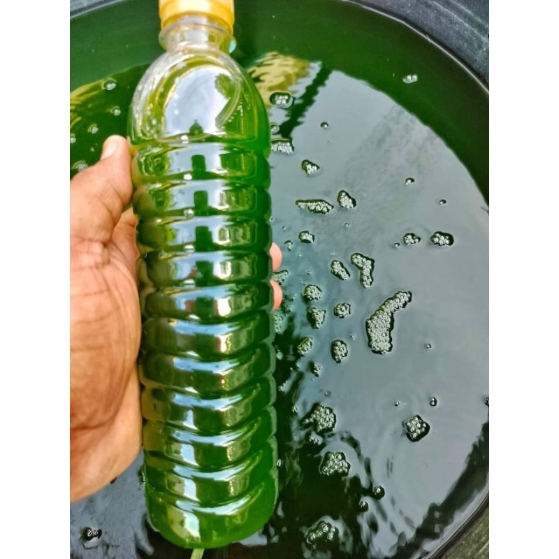 หัวเชื้อน้ำเขียวสำหรับเพาะไรแดง (ขนาด600ml)
