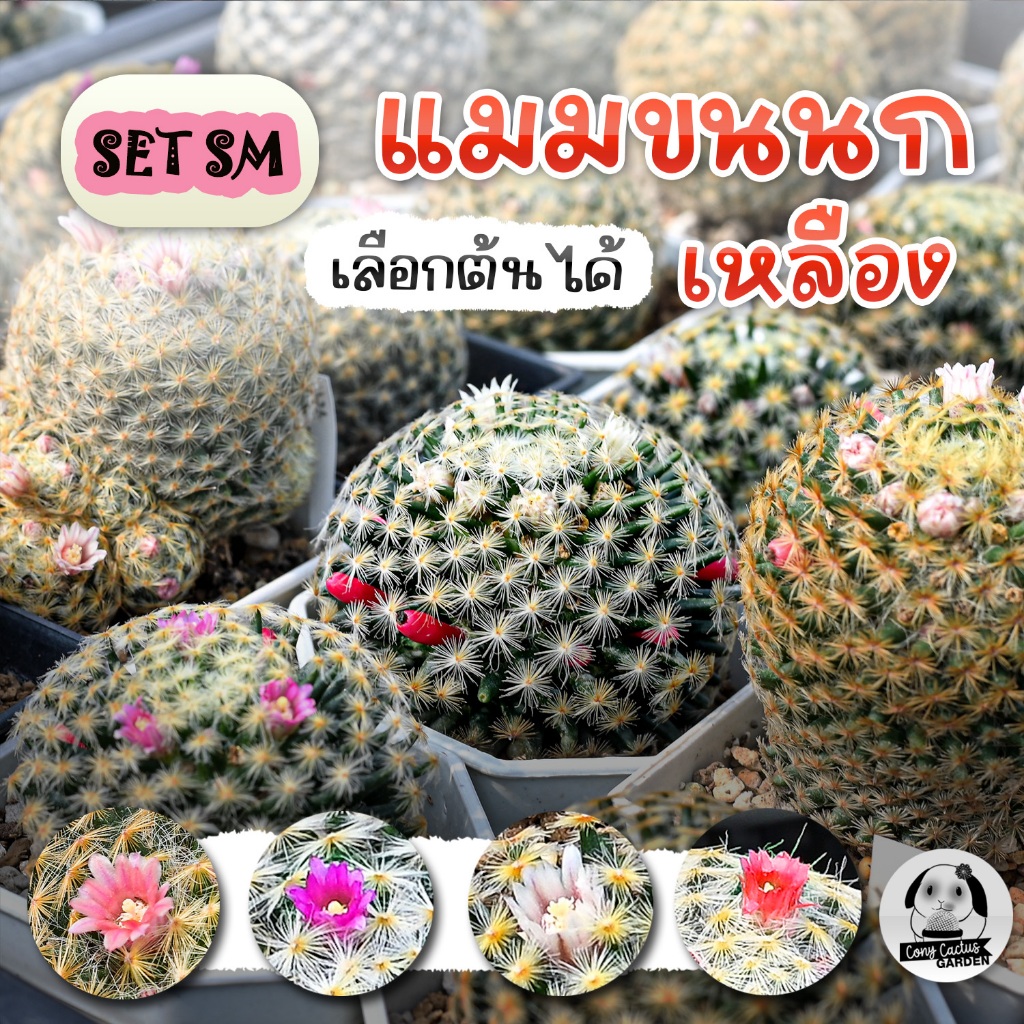 ต้นแมมขนนกเหลือง (( เลือกต้นได้ )) SET SM ไม้เพาะเมล็ด - ต้นกระบองเพชร ราคาถูก